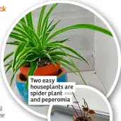  ?? ?? Two easy houseplant­s are spider plant and peperomia