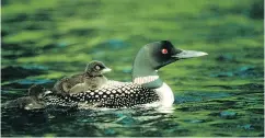  ?? GETTY IMAGES ?? The National Audubon Society says the common loon will be forced north to find the conditions they live in now.