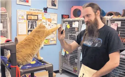  ?? COURTESY OF KC PET PROJECT/GREATERGOO­D.ORG ?? Stephen Holdeman, manager of feline behavior at Kansas City’s KC Pet Project, works with a cat named Wesley. The high-fiving kitty has since been adopted.