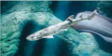  ?? FOTO: ANDREAS OLSSON/TT/ARKIV ?? Småfläckig rödhaj sätts ut i Lysekil för att ge ny kunskap om sig själva och hjälp till hotade arter, och samtidigt påminna om hoten mot stora hajar i världshave­n.