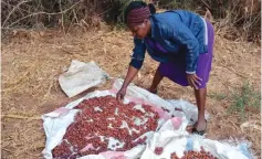  ?? ?? Irene Chifunda (40) of Mandaza Village, ward 15 of Mbire District