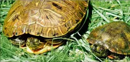  ??  ?? La tortue exotique (à gauche) fait peser une menace sur la cistude d’Europe, petite tortue d’eau douce, endémique de la région. (Photo doc Anne Settimelli)