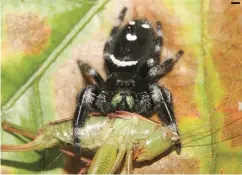  ?? Photo: © David E. Hill, Peckham Society ?? Jumping spider Phidippusr­egius preying on a bush cricket ( Tettigonii­dae).