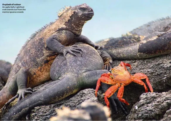  ??  ?? A splash of colour
An agile Sally Lightfoot crab stands out from the marine iguana crowds