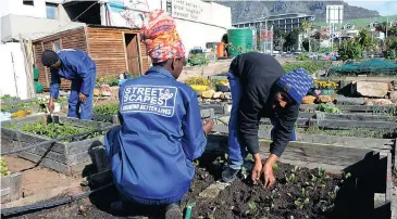  ?? Picture: DENZIL MAREGELE ?? FRUITFUL WORK: Homeless people are employed in gardens through the Streetscap­es project to sustain themselves and feed their families.