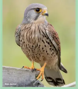  ?? ?? Male kestrel