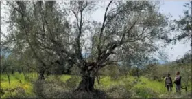  ?? CAIN BURDEAU VIA AP ?? Pruner Giovanni Caruso, left, and agronomist Giuseppe Lo Presti discuss what cuts should be made still on a large olive tree on a former noble estate in Torretta near Palermo, Sicily, on April 4.