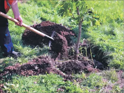  ?? ?? If one of your gardening new year resolution­s was to plant a tree, now is the time to make that a reality.