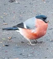  ??  ?? Dorothy Landsburgh took this photo and says: “I spotted this bright and chubby bullfinch on the driveway.”