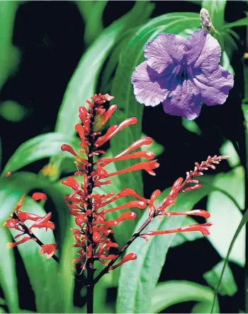  ?? NORMAN WINTER/TNS PHOTOS ?? The Ruellia or Mexican petunia is in the Acanthus family and is related to plants such as the firespike. Machu Morado, like other Mexican petunias, will attract butterflie­s such as this Zebra heliconia.