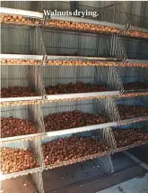  ??  ?? Walnuts drying.