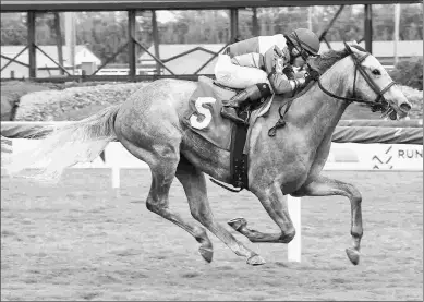  ?? LAUREN KING/COGLIANESE PHOTOS ?? In three months, Gray’s Fable has gone from this maiden win to the Grade 2 Connaught Cup.