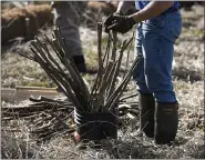  ?? BEN HASTY — MEDIANEWS GROUP ?? A bucket with live stakes to be used in the coir logs at Frontier Pastures, a farm in Washington Township. A group from the Berks County Conservati­on District and Trout Unlimited installed coir logs and live stakes along the Valley Run Creek in the Perkiomen watershed.