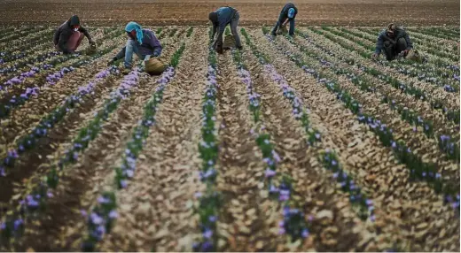  ??  ?? On the arid, windswept plateau of central Spain, saffron producers are reaping the profits from a return to favour of the precious spice introduced by Arabs in the Middle Ages.