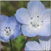  ?? PHOTO BY ROBERT STEERS ?? Baby blue eyes can be found on Mt. Tam.