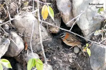  ??  ?? Rufous-collared Sparrow