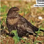  ?? ?? CHaSe
Female ring ouzel