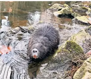  ?? FOTOS: WOI/-NAU/NGZ ?? Ein Nutria im Stadtgarte­n. Der Bestand kann laut Stadt lediglich geschätzt werden.