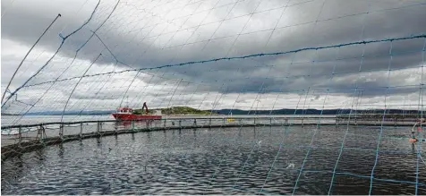  ??  ?? Springende Lachse in einem Netz auf der Lachsfarm des norwegisch­en Produzente­n Leroy nahe der Insel Hitra.