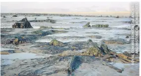  ??  ?? The drowned forest at Borth