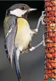 ??  ?? Evolving: A British great tit at a bird feeder