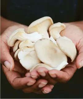  ?? Pic: Rita Platts/ PA ?? Harvested mushrooms