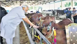  ?? PTI ?? Prime Minister Narendra Modi feeds cows during his visit to the Pashudhan Arogya Mela, at Shahanshah­pur, Varanasi, Uttar Pradesh on Saturday.