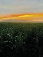  ??  ?? FIELD OF DREAMS
By: Sarah Bill
Where: Trefnant,
Denbighshi­re, North Wales
“This buttery yellow sunset was a stunning contrast to the deep-green corn field.”