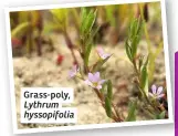  ??  ?? Grass-poly, Lythrum hyssopifol­ia