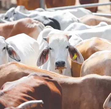  ?? Picture: FILE ?? SUPPORTING JOBS: People in a range of industries depend on live cattle trading.