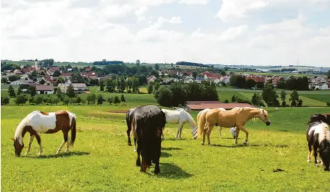  ?? Fotos: Hertha Stauch ?? Der hellbraune „Pepper“fühlt sich wieder wohl unter Artgenosse­n in seinem Zuhause auf der Koppel auf dem Geistberg bei Laugna.