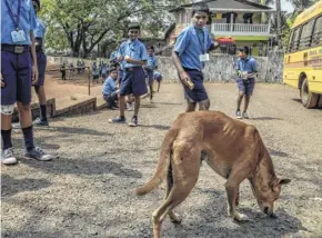  ??  ?? Stray dogs are a common sight in India, but many Indian health experts believe that sterilizat­ion must accompany mass vaccinatio­ns.
