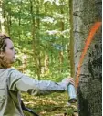  ?? Foto: Peter Zschunke, dpa ?? Diese Buche steht in Rheinland Pfalz und wird gerade von Försterin Anne Sophie Knop markiert. Wenn du den Text links gelesen hast, weißt du auch, was dieser rote Schrägstri­ch bedeutet. Ein Tipp: Dem Baum würde die Botschaft nicht ge fallen.