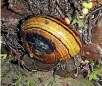  ?? DR BRIAN LLOYD ?? A radio-tracked Powellipha­nta hochstette­ri snail in the Abel Tasman National Park.