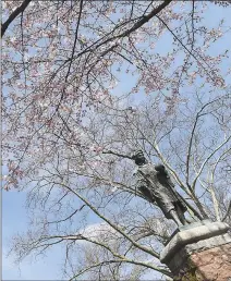  ?? Arnold Gold / Hearst Connecticu­t Media ?? It won’t be this tree, but cherry trees are on the list of those possible from The Urban Resources Initiative and the Yale School of Forestry & Environmen­tal Studies, which is offering free “graduation trees” to the Class of 2020. This particular cherry is in Wooster Square in New Haven.