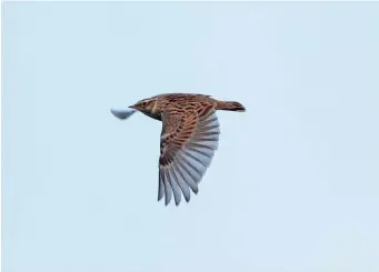  ?? ?? SIX: Adult Woodlark (Limburg, The Netherland­s, 13 October 2017). Woodlark often calls in flight, with its characteri­stic liquid notes, very different to the dry calls of Eurasian Skylark. Even in flight, the richness of the markings can sometimes be seen, including the superciliu­m, and the complex patterning of the wing showing the dark centres and white tips of the primary coverts. However, the best features to note on Woodlarks in flight are the short tail and broad, rounded, bat-like wings.