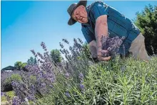  ?? ANDREJ IVANOV WATERLOO REGION RECORD ?? Bob Gillies demonstrat­es how to cut fresh lavender at his farm in Ayr on Tuesday. He and his wife, Barb, planted their first lavender plants in 2011, after they stopped raising pigs.