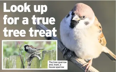  ??  ?? The tree sparrow and, inset, a house sparrow