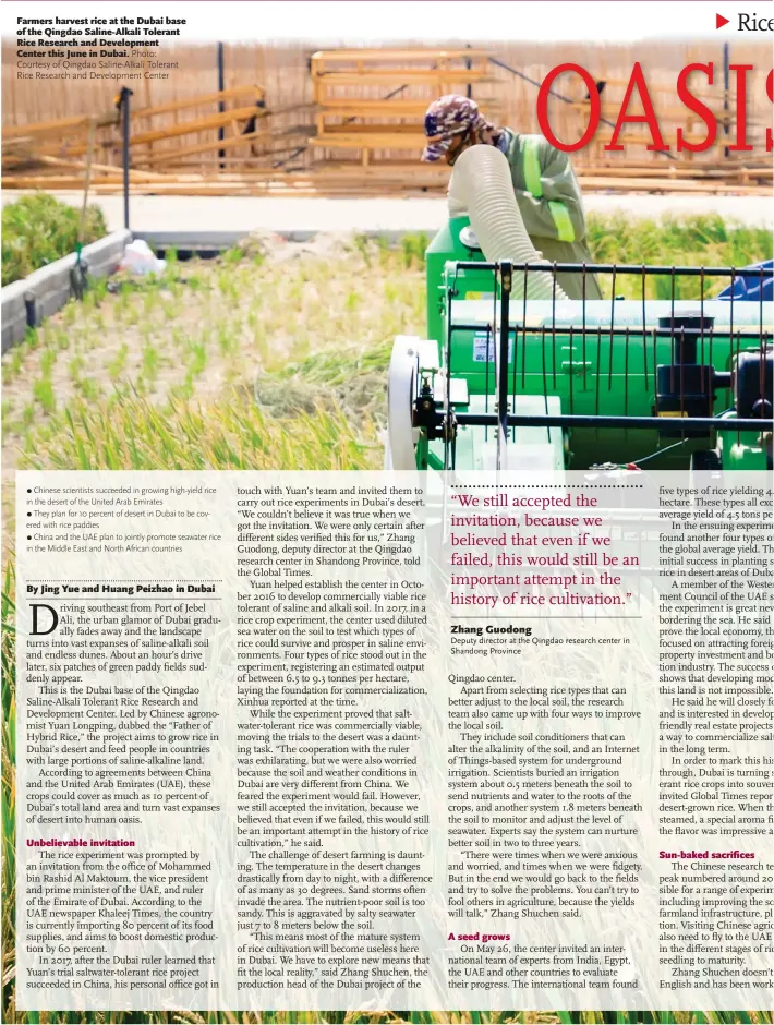  ?? Photo: Courtesy of Qingdao Saline-Alkali Tolerant Rice Research and Developmen­t Center ?? Farmers harvest rice at the Dubai base of the Qingdao Saline-Alkali Tolerant Rice Research and Developmen­t Center this June in Dubai.