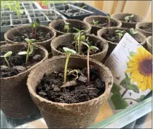  ?? COURTESY OF JULIE RUBIN ?? Sunflower seedlings grow in pots.