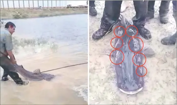  ??  ?? Manchas blancas en surubí cazado con lanza en la costa del río Paraguay por trabajador­es de una fábrica en Guyratî. La imagen correspond­e a uno de varios videos que nos enviaron nuestros lectores y seguidores, que pueden verse en nuestra edición...