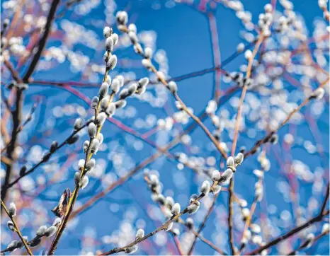  ?? FOTO: KARL-JOSEF HILDENBRAN­D/DPA ?? Weidenkätz­chen, auch Palmkätzch­en genannt, sind die Blütenstän­de der Weide. Ihre silbergrau­en flauschige­n Blüten sind nicht nur bei Menschen beliebt. Wer sich die Zeit nimmt und eine blühende Weide genauer betrachtet, stellt fest: Hier summt und brummt es. Auch Falter wie der Kleine Fuchs naschen vom Palmkätzch­ennektar. Der Strauch steht unter Naturschut­z, die Zweige dürfen am Wegesrand nicht abgeschnit­ten werden.