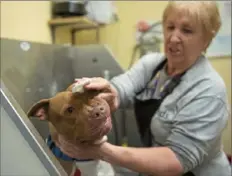  ?? Pam Panchak/Post-Gazette ?? Diane Friske, of Glenshaw, gives Amilyn, a pit bull mix, a bath on Friday during the 23rd annual New Year’s Rescue at Animal Friends shelter in Ohio Township.