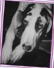  ??  ?? Taken from Faces:
Profiles of Dogs by Vita Sackville-West (Daunt Books). Photograph­s by Laelia Goehr ©
The Beneficiar­ies of the Estate of Laelia Goehr, 1961