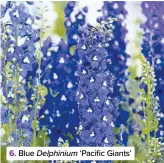  ??  ?? 6. Blue Delphinium ‘Pacific Giants’