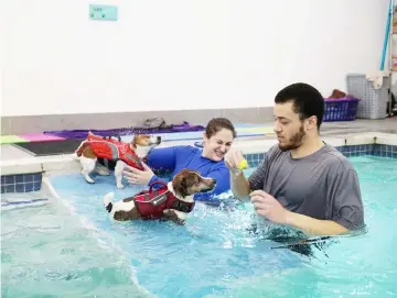  ??  ?? Russell terriers Mario, right, and Bella during a swim session with coaches Jessica Simon and Andrew Sanya. — WP-Bloomberg photos