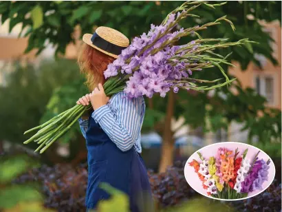  ?? ?? Gladioli are popular for their tall and majestic spikes of colourful flowers that can grow up to four feet in height
All pics: Getty Images