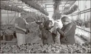  ?? GnTC ?? Horticultu­re students inspect the pansies that will be sold at GNTC’s upcoming fall pansy sale and the ferns that are being cultivated for the spring plant sale that will be held next year. (From left to right) Stephen Jones of Rome, Amanda Parker of Mentone, Ala., Elena Serrano of Dalton and Brady Zelaya of Dalton.