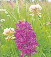  ?? ?? Benefits Wildflower­s growing in Blackhaugh Community Woodland