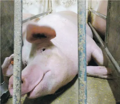  ?? HANDOUT ?? Undercover footage taken by the group Mercy for Animals has previously shown pregnant sows being held in small gestation crates, and hens crammed in wire cages. Farm groups claim the videos don’t fairly represent the industry.